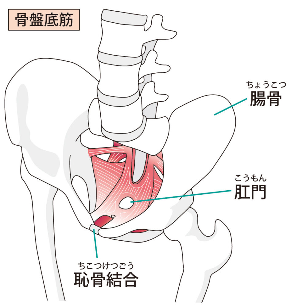骨盤底筋の位置のイラスト
