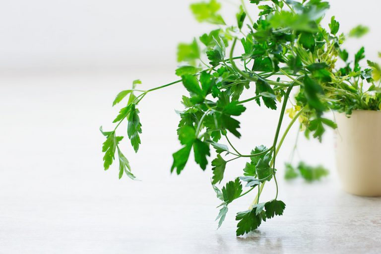 窓辺の植物
